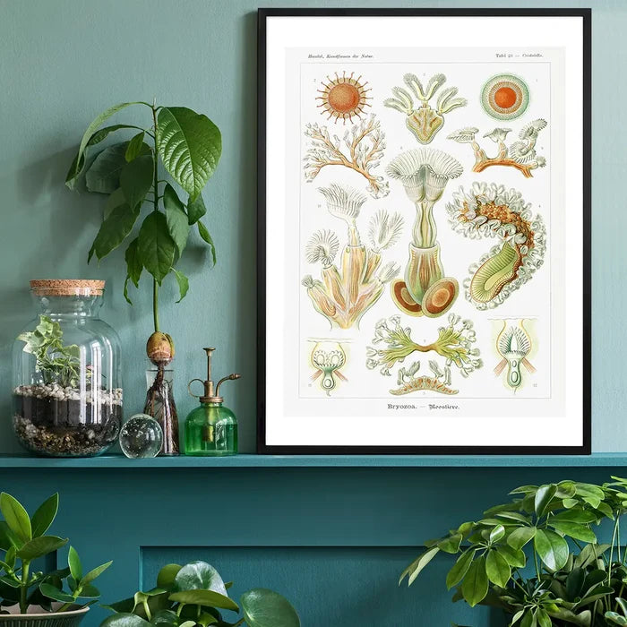 Acquatic Invertebrates Illustration Print black framed on a living room shelf
