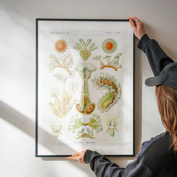 Acquatic Invertebrates Illustration Print being hung on a wall in a black frame
