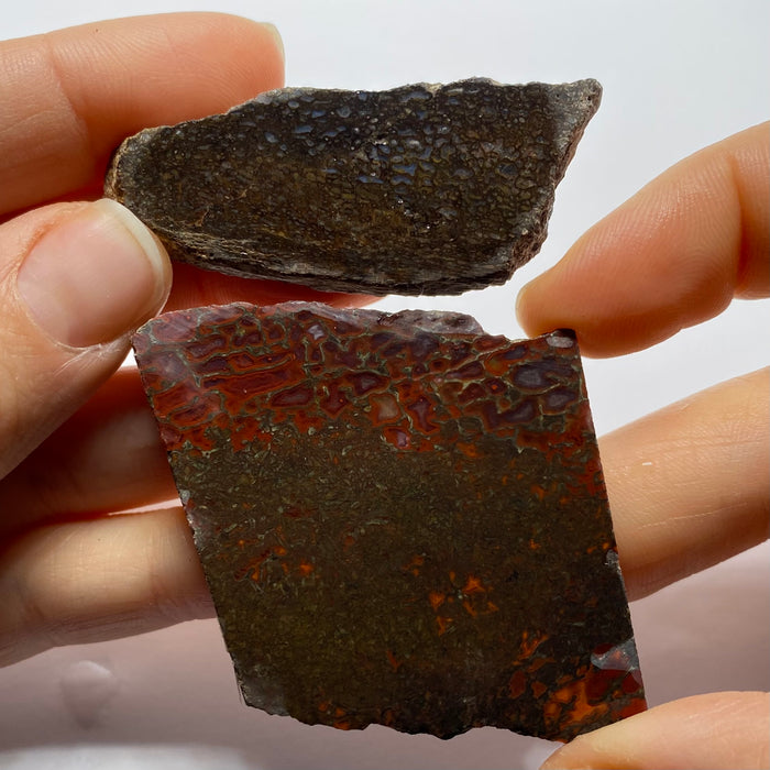 Agatized Dinosaur Bone — Utah