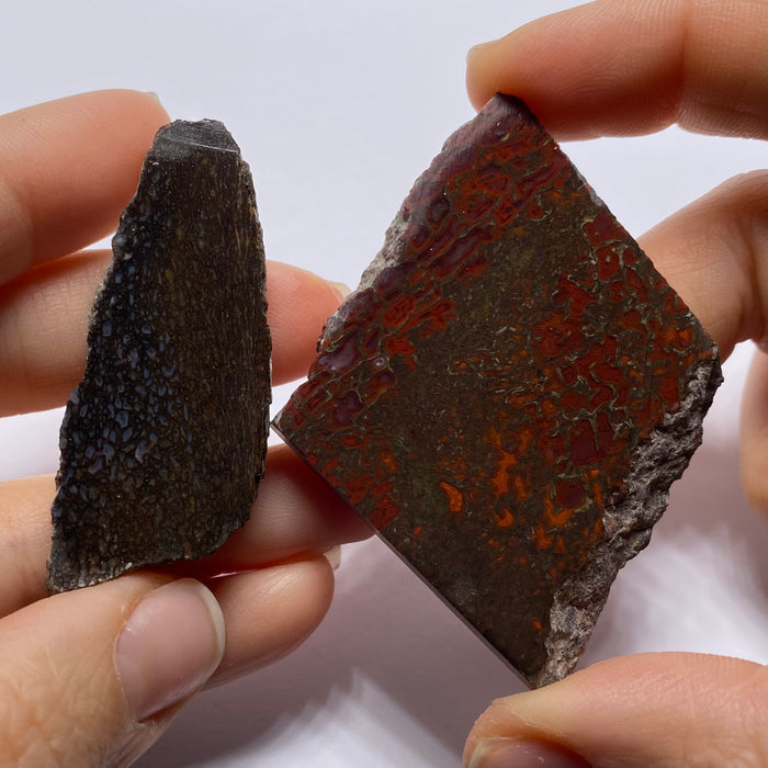 Agatized Dinosaur Bone — Utah