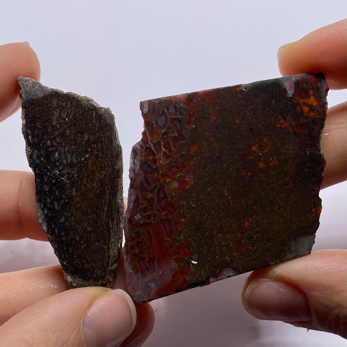 Agatized Dinosaur Bone — Utah