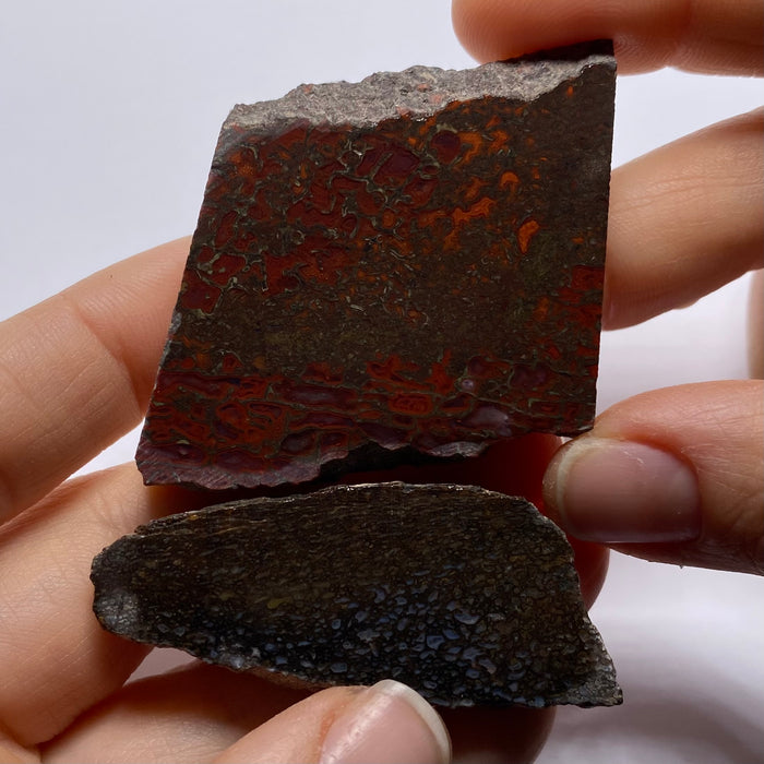 Agatized Dinosaur Bone — Utah