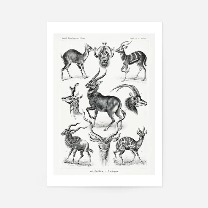 Antelope Vintage Antique Print