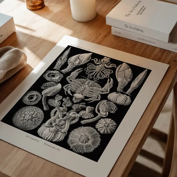 Barnacles Vintage Illustration Print unframed on a home office desk