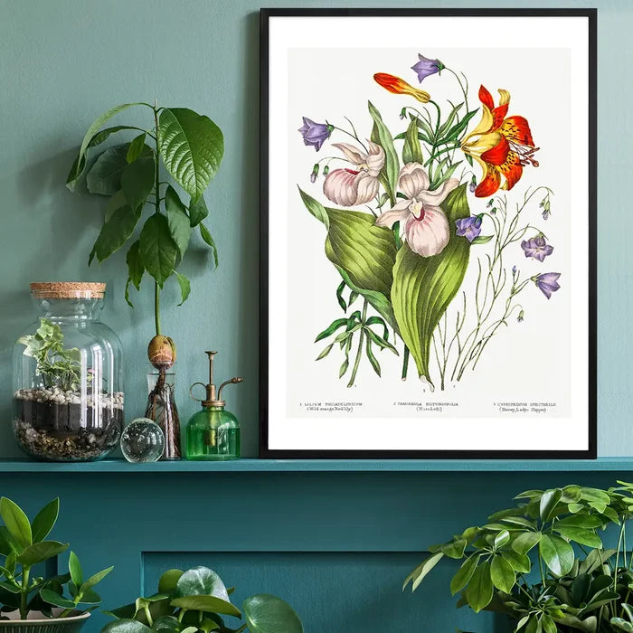 Canadian Wild Flowers Antique Illustration Print, vintage botanical print black framed on a living room shelf