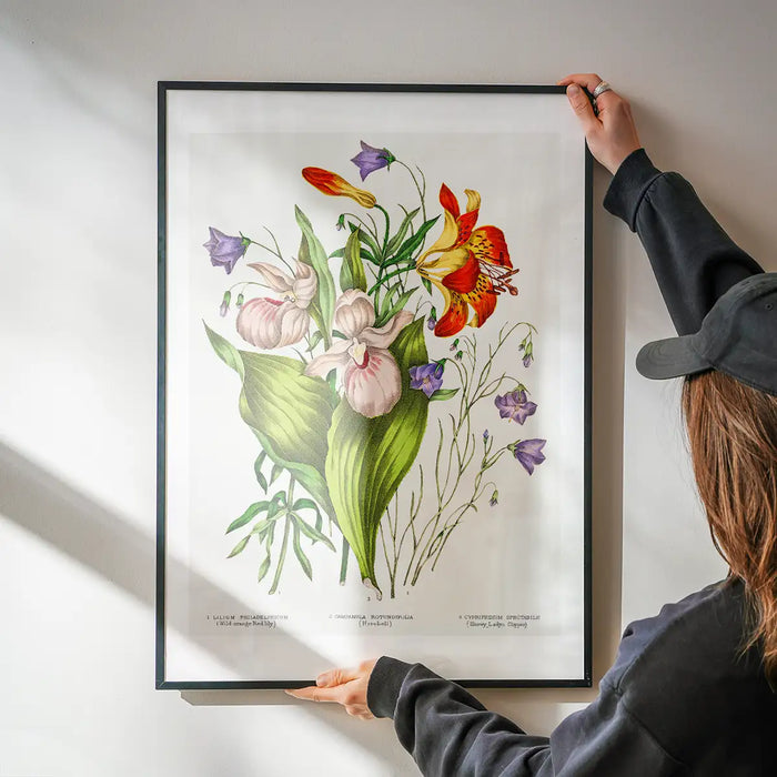 Canadian Wild Flowers Antique Illustration Print being hung on a wall in a black frame