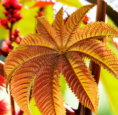 Castor Oil Carrior Oil