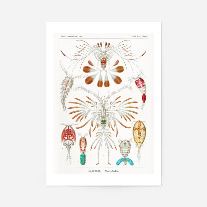 Copopod Crustaceans Illustration Print