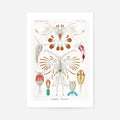 Copopod Crustaceans Illustration Print