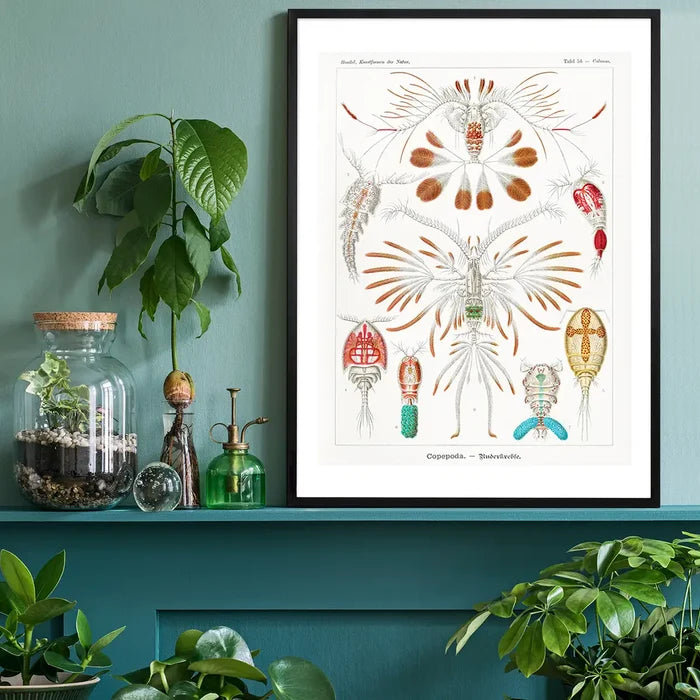 Copopod Crustaceans Illustration Print black framed on a living room shelf