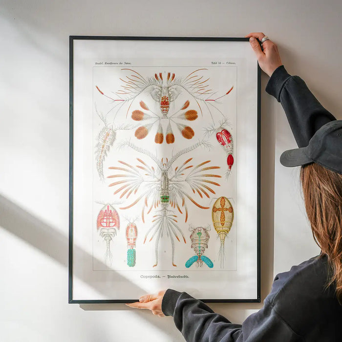Copopod Crustaceans Illustration Print being hung on a wall in a black frame