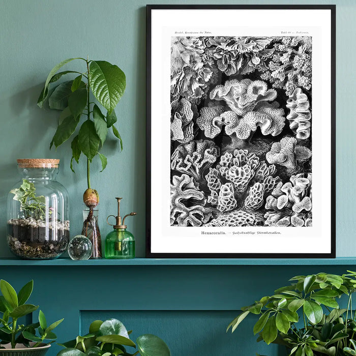 Corals Illustration Print black framed on a living room shelf