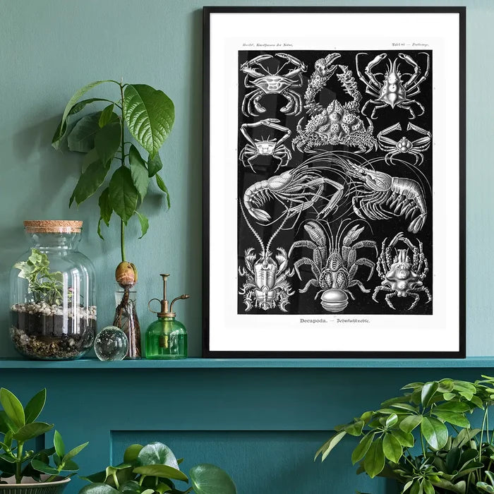 Crabs Black & White Illustration Print black framed on a living room shelf