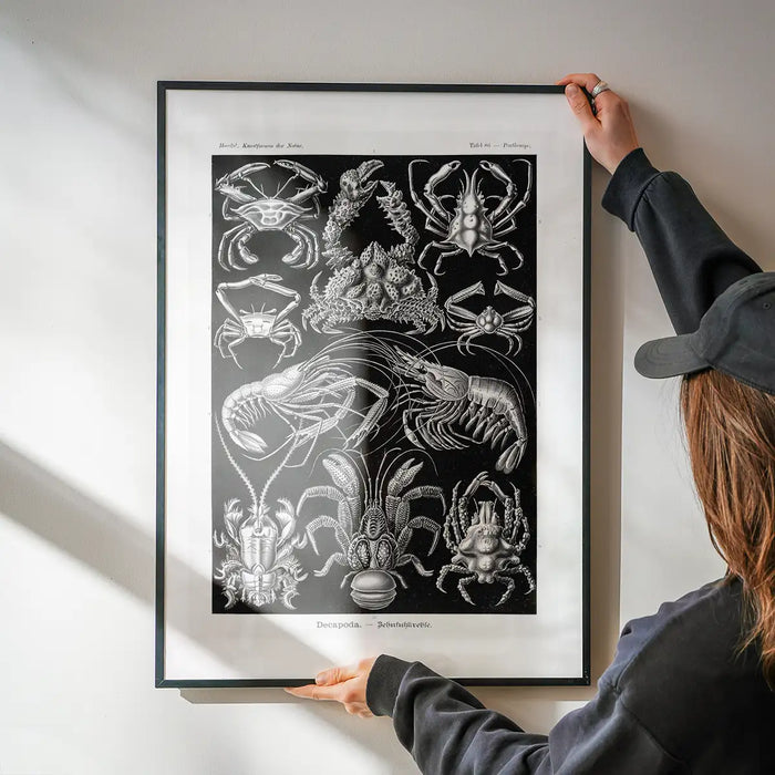Crabs Black & White Illustration Print being hung on a wall in a black frame
