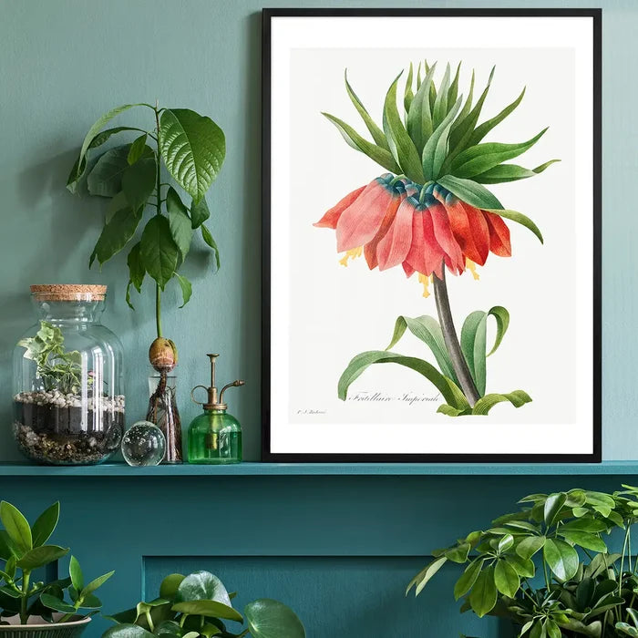 Crown Imperial Fritillary Flower Print, vintage botanical print black framed on a living room shelf
