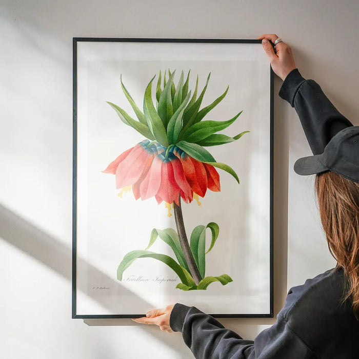 Crown Imperial Fritillary Flower Print being hung on a wall in a black frame
