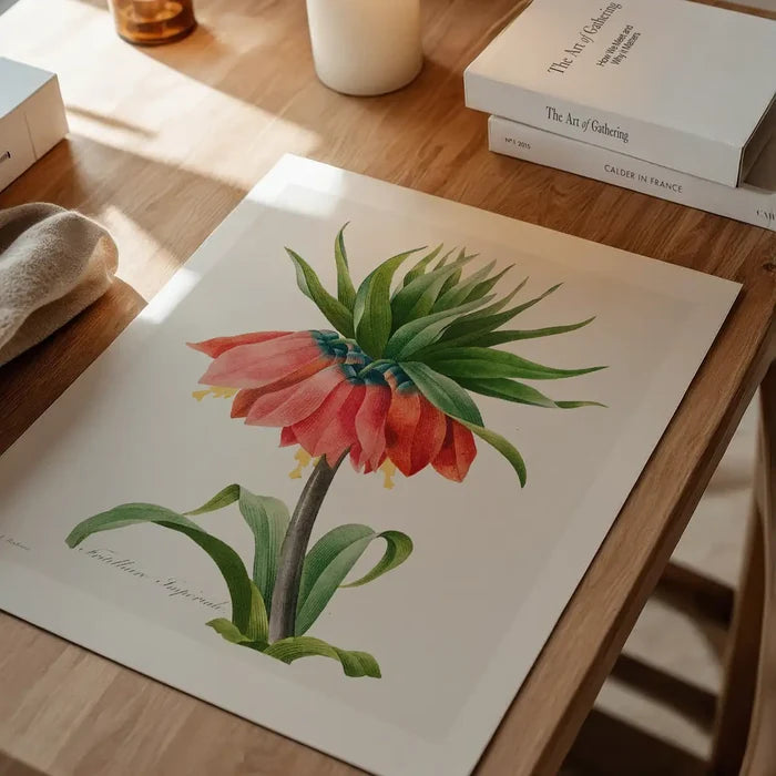 Crown Imperial Fritillary Flower Print, vintage botanical print unframed on a home office desk