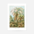 Ferns Illustration Vintage Print