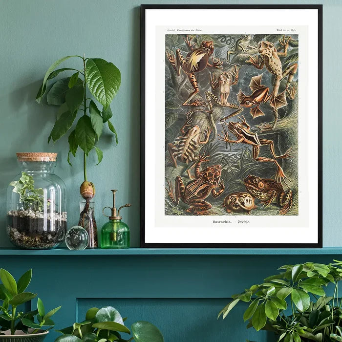 Frogs Illustration by Ernst Haeckel Print black framed on a living room shelf