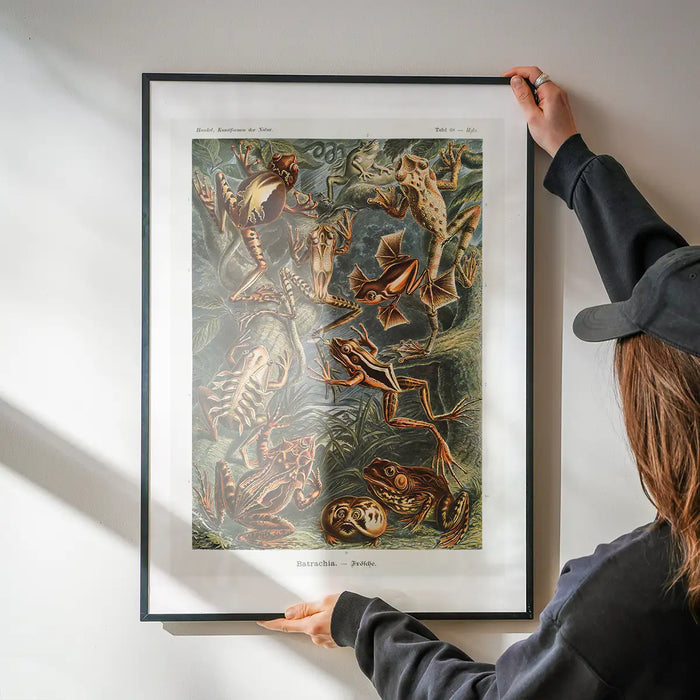 Frogs Illustration by Ernst Haeckel Print being hung on a wall in a black frame