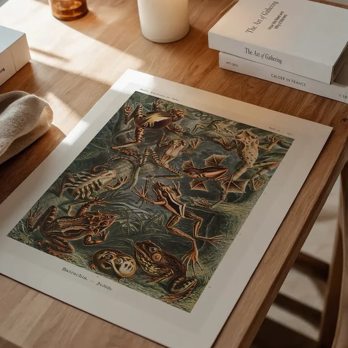 Frogs Illustration by Ernst Haeckel Print unframed on a home office desk