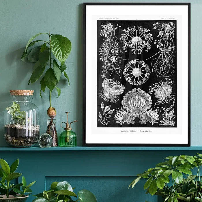 Fungi Illustration Print black framed on a living room shelf