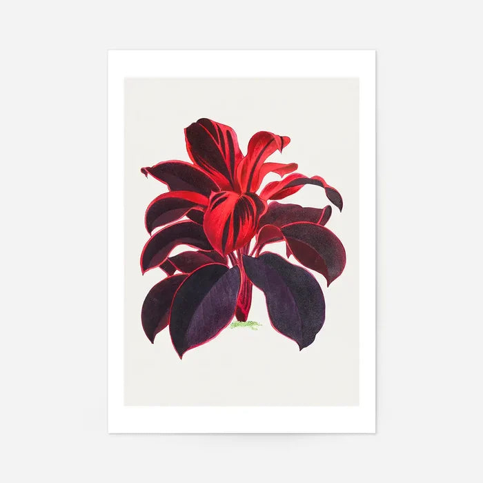 Hand drawn Hawaiian Ti plant print