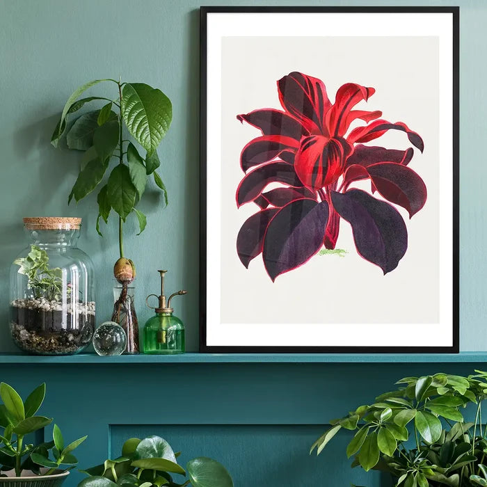 Hand drawn Hawaiian Ti plant print, vintage botanical print black framed on a living room shelf