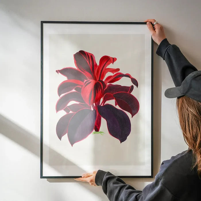 Hand drawn Hawaiian Ti plant print being hung on a wall in a black frame