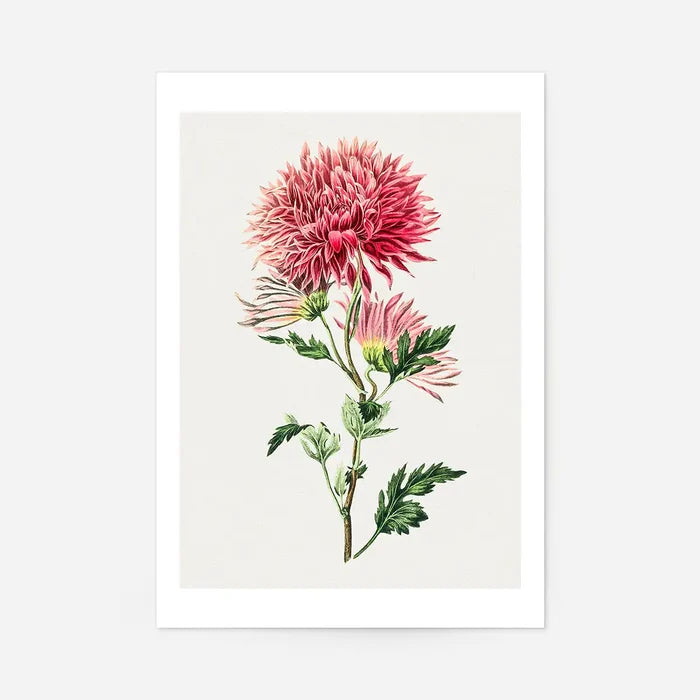 Hand drawn pink Chrysanthemum Illustration