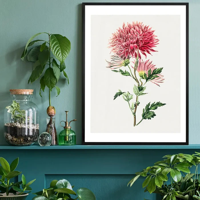 Hand drawn pink Chrysanthemum Illustration, vintage botanical print black framed on a living room shelf