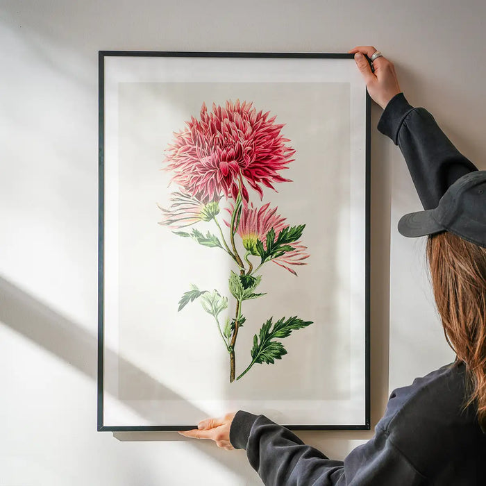Hand drawn pink Chrysanthemum Illustration print being hung on a wall in a black frame