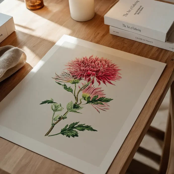 Hand drawn pink Chrysanthemum Illustration, vintage botanical print unframed on a home office desk
