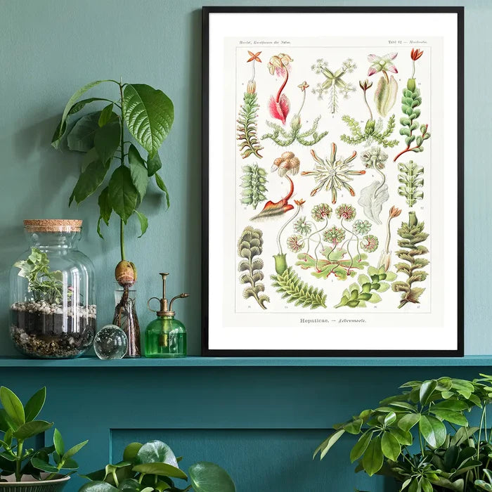 Hepaticae–Lebermoose Liverworts by Ernst Haeckel Print black framed on a living room shelf