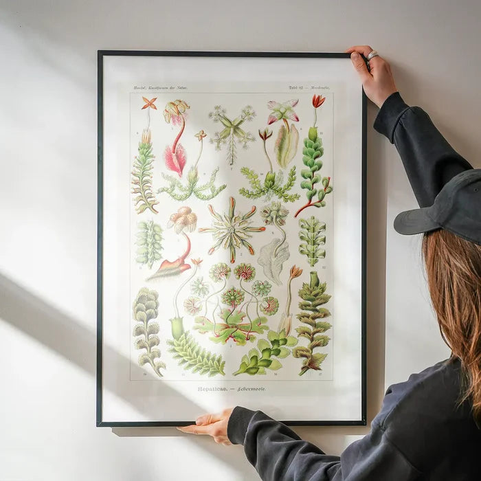 Hepaticae–Lebermoose Liverworts by Ernst Haeckel Print being hung on a wall in a black frame