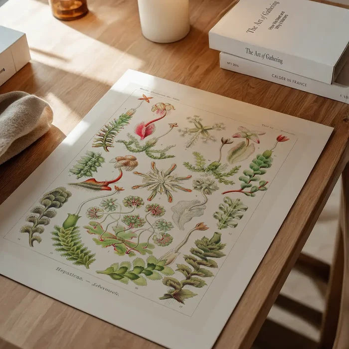 Hepaticae–Lebermoose Liverworts by Ernst Haeckel Print unframed on a home office desk