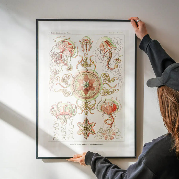 Jellyfish Trachomedusae Vintage Illustration Print being hung on a wall in a black frame