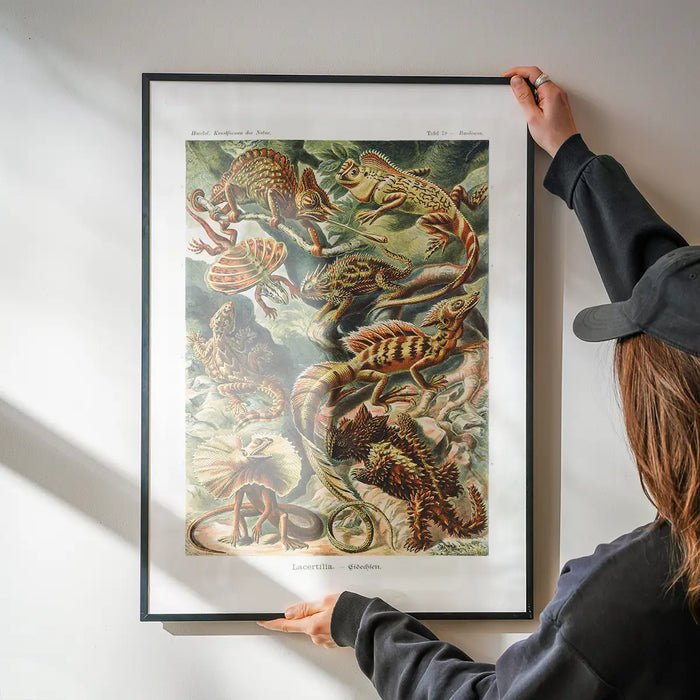 Lizards Illustration Vintage Print being hung on a wall in a black frame