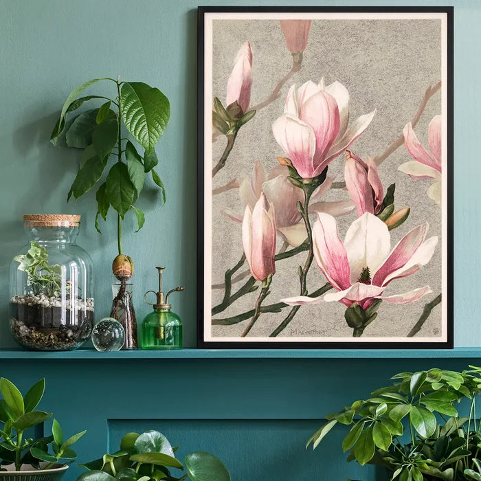 Magnolia by l Prang Flower Print, vintage botanical print black framed on a living room shelf