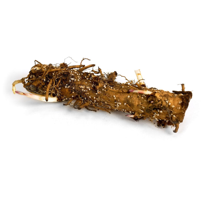 A Sterling Hop Rhizome